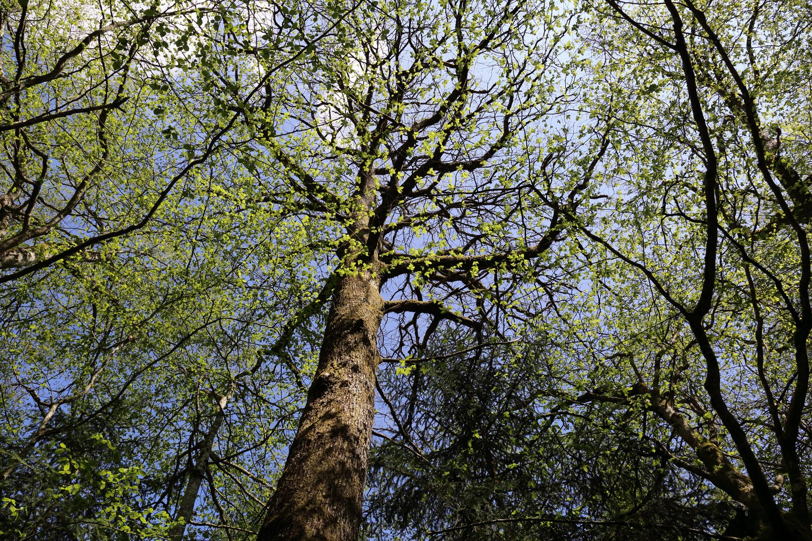 DPP-2019-0274 DPP-2019-0274