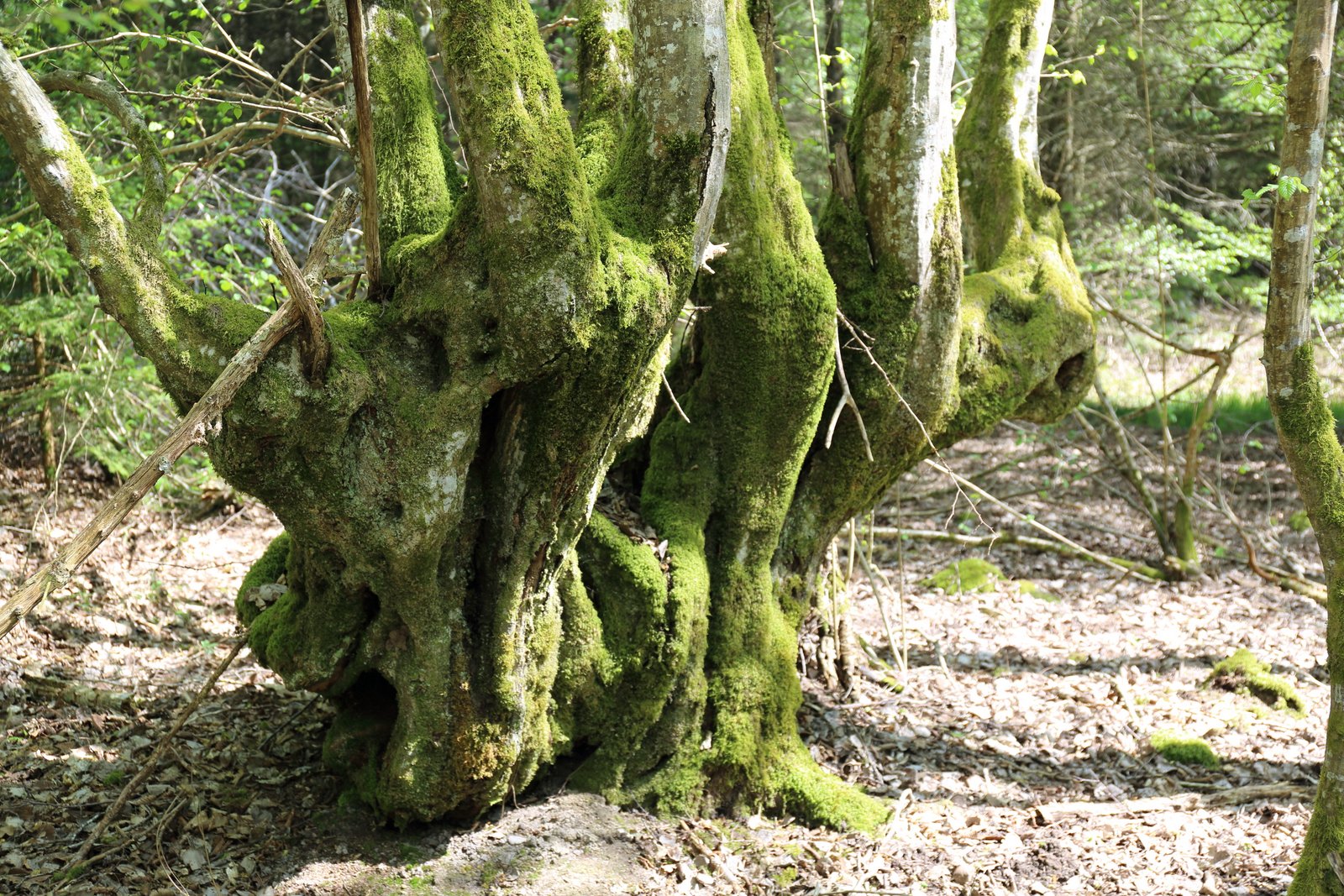 DPP-2019-0280 DPP-2019-0280