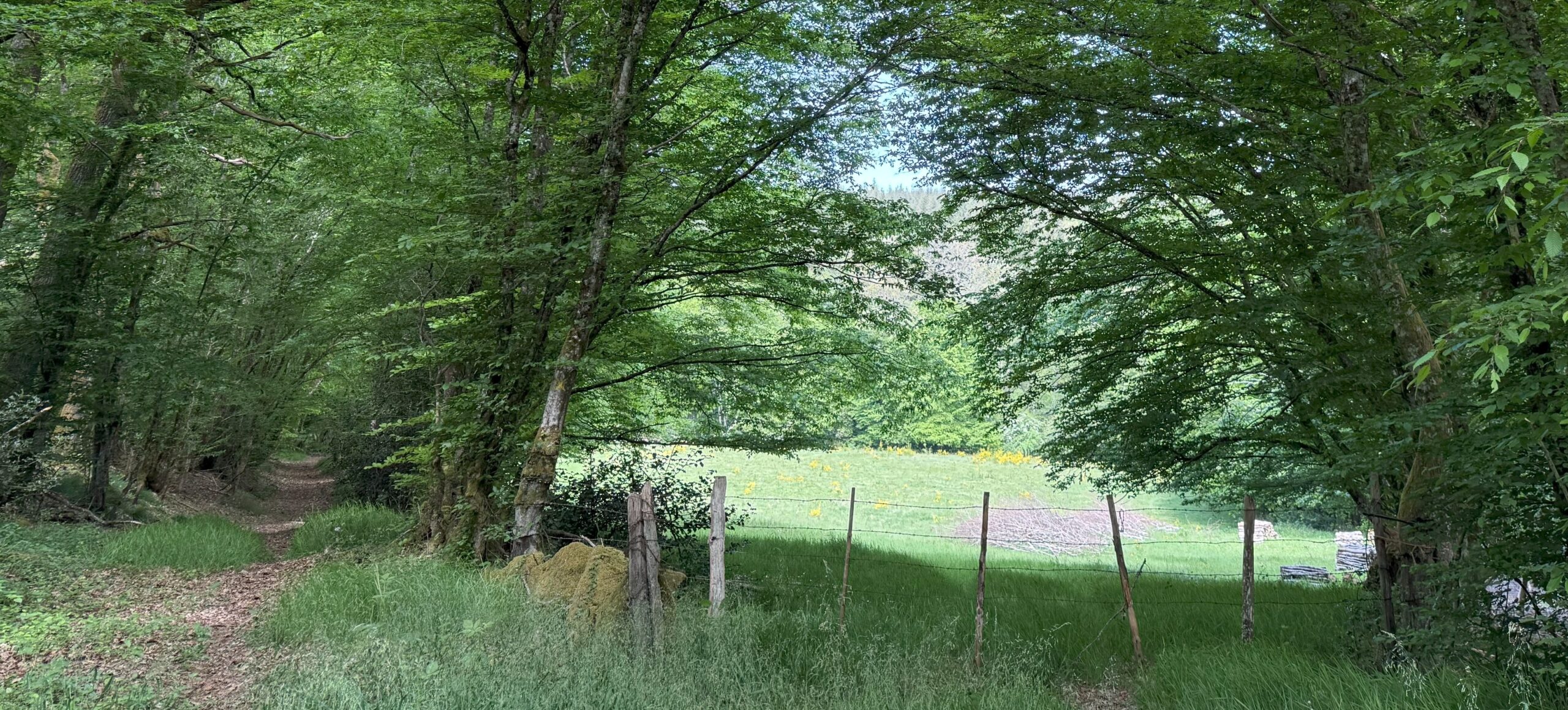 Etang des truites2