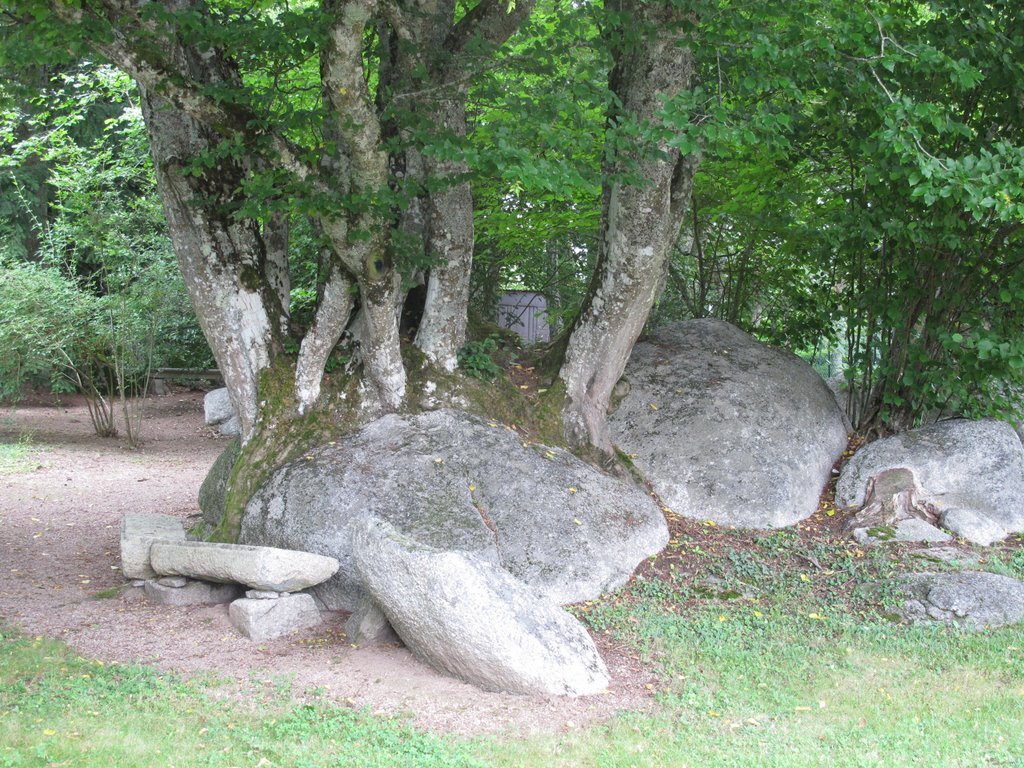 arbre saint germain